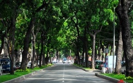 TP.HCM: Quyết định di dời, đốn hạ 300 cây xanh trên đường Tôn Đức Thắng