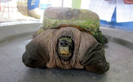 Con rùa "xấu lạ" có giá đắt khủng khiếp ở Việt Nam