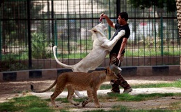 24h qua ảnh: Thót tim cảnh cho sư tử trắng ăn thịt ở Iraq