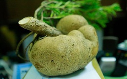 Nấm phục linh thiên quý giá hình củ khoai tây được phát hiện ở Nghệ An