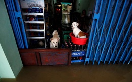 24h qua ảnh: Chó đứng trong cửa hàng ngập lụt vì bão ở Việt Nam