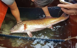 Một ngư dân bắt được cá nặng 8 kg, nghi cá sủ vàng quý hiếm trên sông Cấm