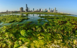 24h qua ảnh: Tảo xanh phủ kín bãi biển ở Kuwait