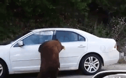Đang ngồi trong xe hơi, cặp đôi hốt hoảng vì bị gấu hoang dã "hỏi thăm"