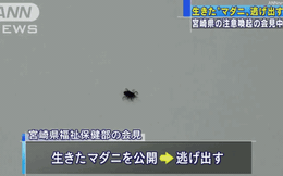 Nhật Bản: Giới chức trách "muối mặt" khi để mẫu bọ ve nguy hiểm trốn thoát trong buổi họp báo