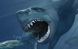Khoa học đã tìm ra lý do tuyệt chủng của Megalodon, loài cá mập lớn nhất thế giới