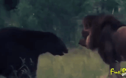 Sư tử quyết chiến gấu đen: Trận đấu nghẹt thở giữa răng nanh và móng vuốt!
