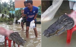 Thái Lan: Mặc kệ mưa lũ, người dân vô tư xẻ thịt cá sấu sổng chuồng giữa dòng nước