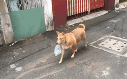 Clip: Chú chó đi chợ giúp chủ khiến dân mạng Việt xôn xao