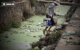 Video: Cận cảnh rau sạch tưới nước bẩn tại Hà Nội