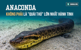 Chúng ta đã nhầm, Anaconda không phải là "quái thú" lớn nhất trên Trái Đất - Đây là lý do