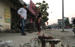Hà Nội: Thêm một xã đốn hạ cây xanh để dọn dẹp vỉa hè