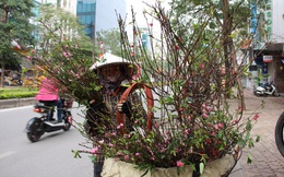 Nửa triệu đồng một cành đào cúng Rằm tháng Giêng