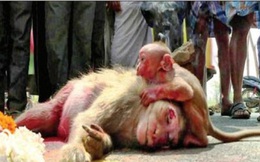 Tình mẫu tử: Khỉ con ôm chặt mẹ không rời sau vụ tai nạn thảm khốc