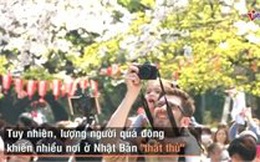 Nhật Bản "thất thủ" mùa hoa anh đào