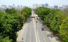 Hà Nội bắt đầu chặt, chuyển hơn 1.000 cây ở đường Phạm Văn Đồng