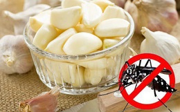 Xem ngay cách đuổi muỗi bằng tỏi đơn giản mà hiệu quả