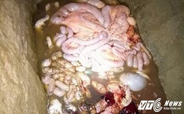 Đột kích lò mổ chui, rùng mình trước quy trình giết mổ siêu bẩn