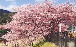 Có một nước Nhật đẹp như photoshop vào mùa hoa anh đào nở