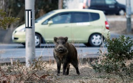 Lợn phóng xạ đe dọa đường về nhà của người dân Fukushima