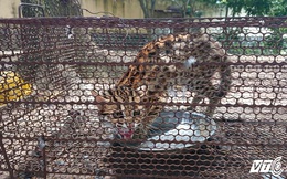 Mèo rừng giá 1 triệu đồng được bán công khai trên phố Sài Gòn