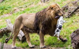 Chi cục Thú y TP. HCM lên tiếng trước tin bịa đặt về việc "đề nghị Thảo Cầm Viên mua lại chó hoang làm mồi cho sư tử"