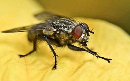 Tin được không, hóa ra loài ruồi vẫn biết "rửa tay" trước khi ăn đấy