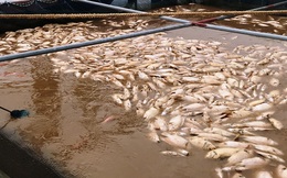 Lũ đổ bùn về, 80 tấn cá chết trắng mặt sông Hồng