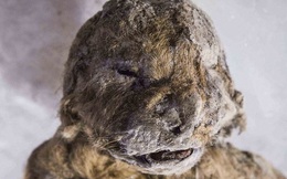 Hồi sinh xác ướp sư tử 50.000 năm tuổi bằng thí nghiệm kiểu "Công viên kỷ Jura"