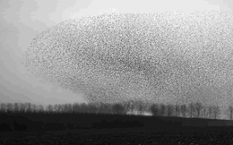 Đoạn video mãn nhãn của hàng ngàn con chim bay như một: tại sao chúng không đâm vào nhau?