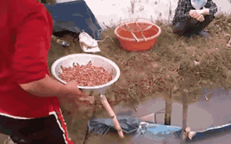 Vớt "lộc trời" bán, người dân thu nhập hàng trăm triệu đồng mỗi vụ
