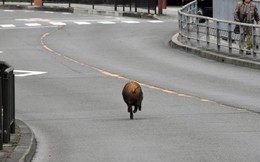 Đang trên đường về nhà sau giờ tan học, nữ sinh Nhật Bản bị lợn rừng từ đâu chạy tới tấn công
