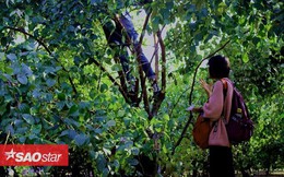 Giới trẻ mê mẩn vườn táo ‘sống ảo’: Vặt táo xanh ăn thoải mái, check-in ảnh đẹp giá chỉ 10K