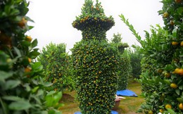 Cận cảnh 4 cặp quất cảnh lộc bình khổng lồ chơi Tết giá gần trăm triệu đồng