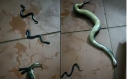 Clip: Rắn mẹ bị đánh bẹp đầu vẫn cố gắng đẻ cả chục đứa con