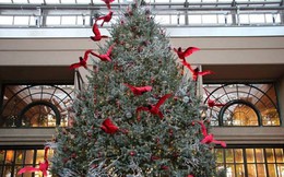 Cây thông Noel thật cao 5 mét được cho "ngủ đông" đưa về Việt Nam
