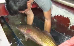 Chủ nhân bắt được cá nghi sủ vàng nuối tiếc bán giá 15 triệu đồng