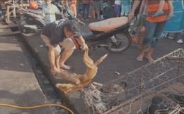 Thảm cảnh hàng nghìn chú chó bị giết thịt mỗi tuần tại Indonesia