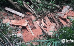 Quảng Bình: Rừng đệm di sản thế giới Phong Nha - Kẻ Bàng bị "xẻ thịt"