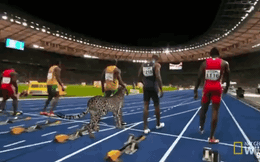 Nếu chạy đua 100m, Usain Bolt cần được "chấp" bao xa mới xứng đáng làm đối thủ của báo săn?