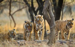 Khoa học xác nhận có 9 loài hổ trên Trái đất, 3 loài đã tuyệt chủng và đây là lý do vì sao điều này quan trọng