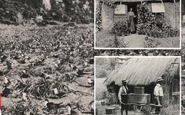 Câu chuyện ly kỳ về Robinson ngoài đời thực sống trên đảo hoang suốt 30 năm