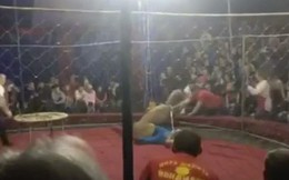 Clip: Bị lá cờ thu hút, sư tử phá tan hàng rào bảo vệ, lao vào tấn công bé gái đi xem xiếc