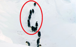 Giải cứu đàn chim cánh cụt mắc kẹt trong khe núi -60 độ C: Thử thách của đoàn làm phim BBC