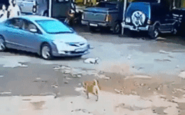 Chó cưng bị ô tô đâm chết, chủ nhân chia sẻ clip lên mạng bóc phốt nhưng "đời không như là mơ"