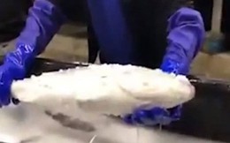 Video: Cá ướp lạnh đông cứng hồi sinh trong nháy mắt