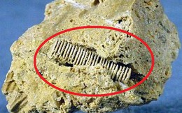 Phát hiện hóa thạch kỳ lạ 300 triệu năm tuổi: Vì sao nhà khảo cổ lại thất vọng?