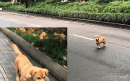 Bài học thành công từ kinh nghiệm xử lý chó thả rông ở nước bạn