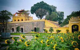 Vẫn thường đến Hoàng Thành Thăng Long mỗi dịp xuân về, bạn biết gì về nơi này?