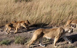 Nam Phi: Đi săn trộm ở khu bảo tồn bị đàn sư tử xé xác